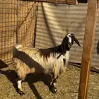 معزا مضاريع قريبات