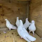 حمام فيس شورت اللماني