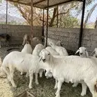 خرفان وارخل
