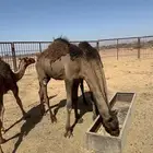 حشو للبيع