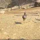 دجاجه للبيع بكستاني