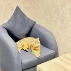 للبيع قط سكوتش