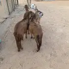 للبيع سواكن حمري طيبه ( تم البيع )