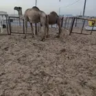 حشو