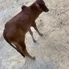 حسيل للبيع