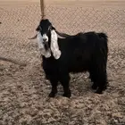 للبيع تيس عارضي صنف معرف