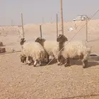 جذعان نعيمي طيبه ماشاء الله