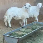 مشاريع فحول طليان حريه بالمزاحميه مركز المشاعله