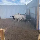 خرفان العدد 4 ورخل وحده المجموع 5 سمان ومغلقات العمر 6 شهور