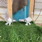 حمام تركي فاخر