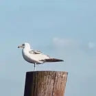 استراحة الوارفة سياحة وملعب ومسبح