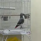 ببغاء كاسكو اليف متحدث