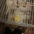 لبيع كروانات اليفه
