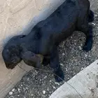 عنز للبيع رباع او داخله سديس