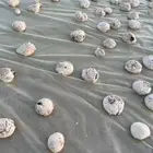 علف عجين