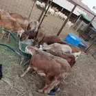 طليان سواكني تربيه جبر للمناسبات و المطابخ باقل الاسعار