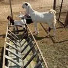 عنز هولندي بيضاء