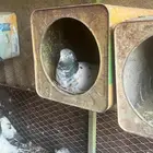 حمام باكستاني تيدي