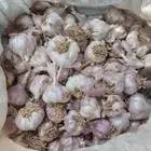 بذور ثوم بلدي