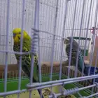 عصفور البادجي زوج