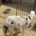 للبيع شاه نجديه  ورخل حريه