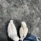 للبيع روز اللبيون