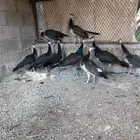 طاووس   للبيع