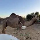 ناقه لقحه طيبه