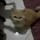 جده