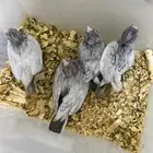 فروخ أميرالد وايت فيس أندر طفرات الكروان