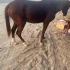 خيل شعبي