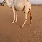 بكره القحه الطيبه. والاصل طيب والعضم طيب