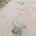 شتلات سدر بلدي