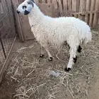 خروف نعيم جذع