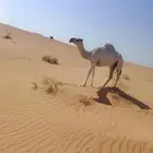 للبيع لقيه وضحا سليمه ومشروطه