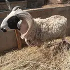 فحل سردي