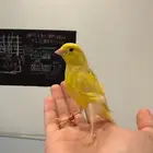 تم البيع