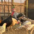 دجاج رومي للبيع