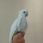 طير