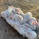 ارانب بلديه