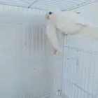 اناثي روز البينو صافيه سوبر جانبو