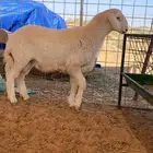 مشاريع فحول