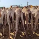 حواشي صومالي للبيع جمله