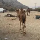 قعود لباني