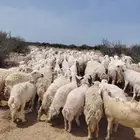 للبيع ضان حريات حرش غنم كفو منوة القناي نضيفه ودفيع