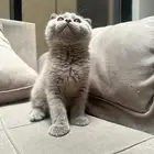 سكوتش قولد ذكر