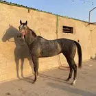 فرس للبيع بكر