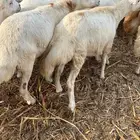 اضاحي طيبة مرباة 1300