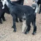 تيوس وجفار
