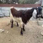 تيس فحل